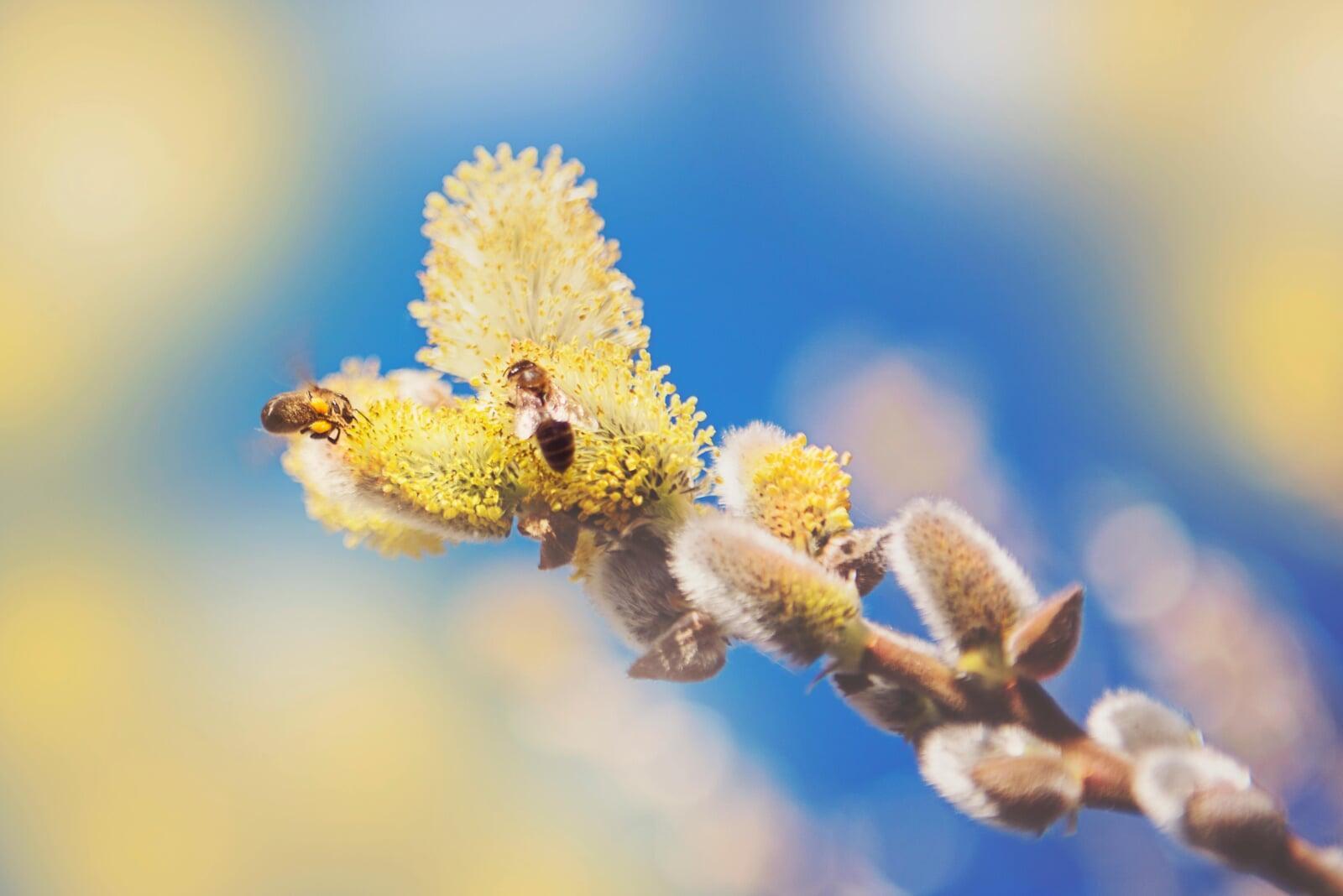 Say Goodbye to Spring Allergies: How Pressure Cleaning Helps Remove Pollen and Allergens