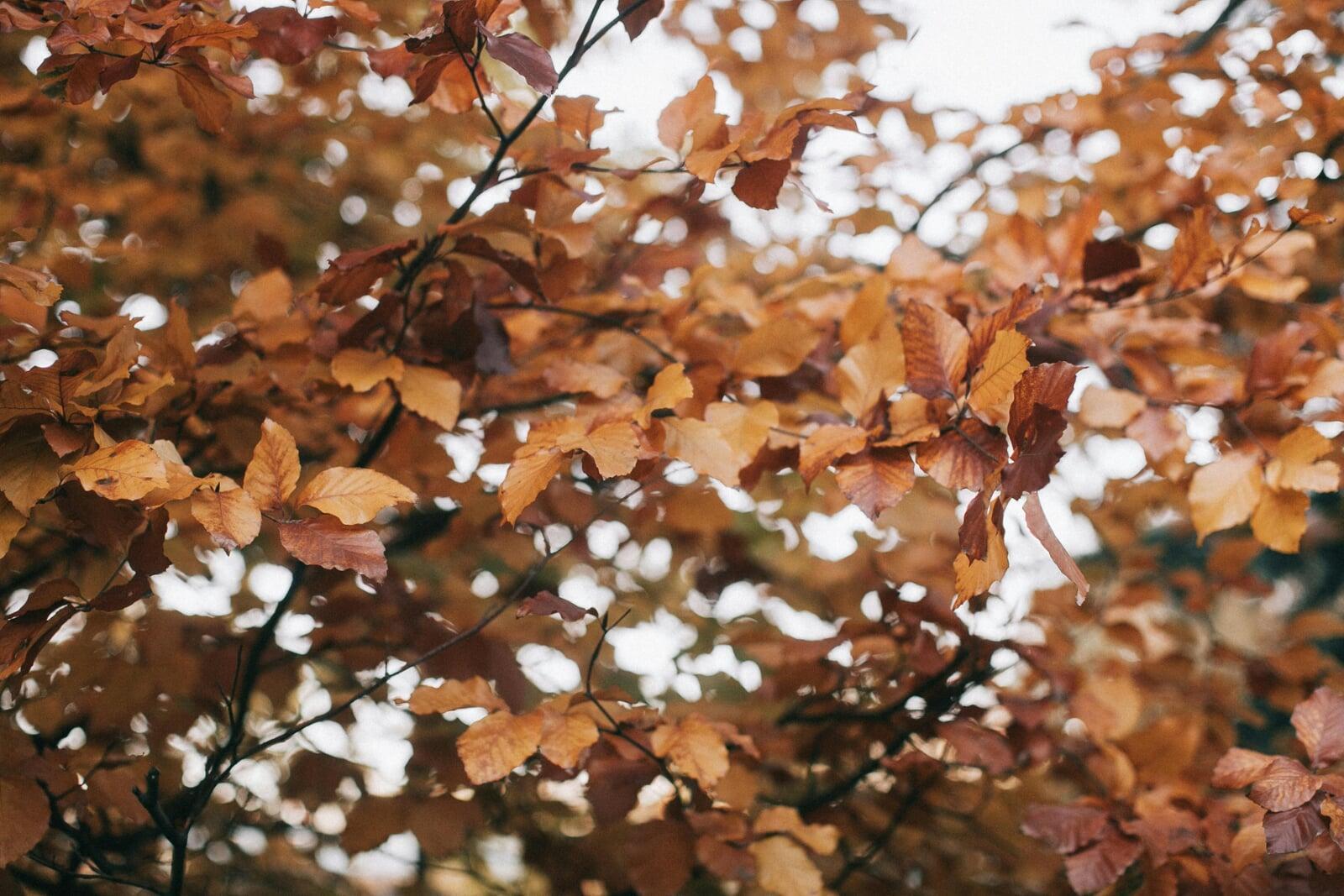 Why You Should Clean Gutters and Roofs Before Fall Leaves Hit